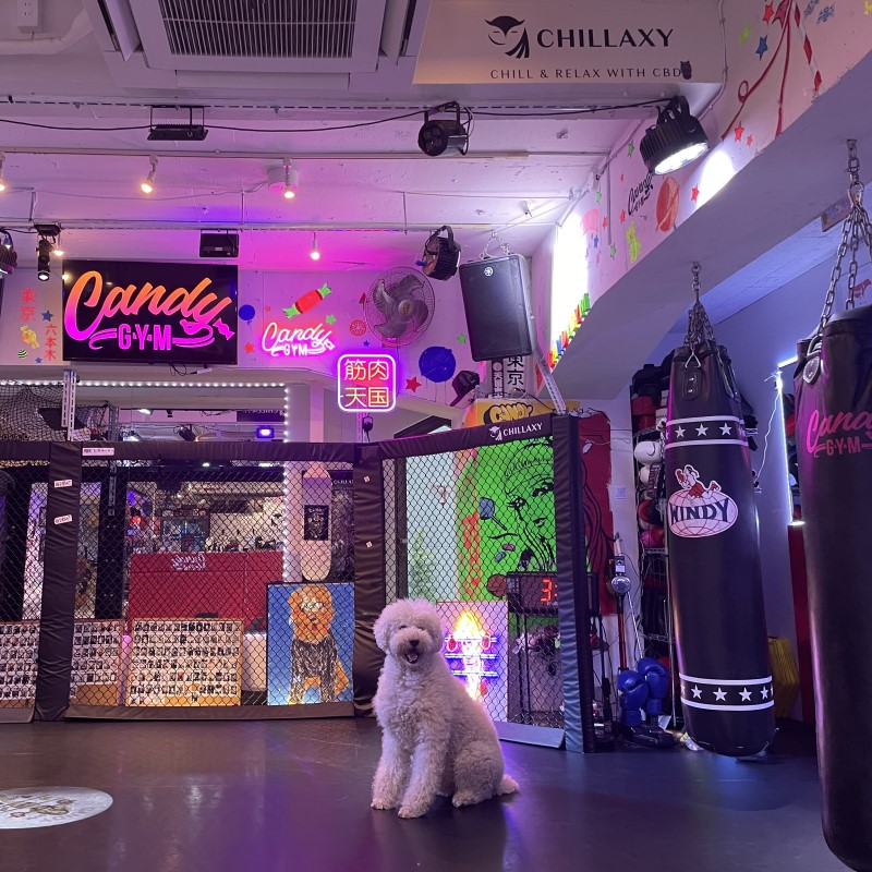 CANDYGYM - 取扱店舗 - CHILLAXY - チラクシー - CBD